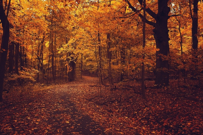 day, lush Foliage, red, tree, outdoors, plants, landscape, october, light - Natural Phenomenon, plant, sun, change, orange, tree trunk, multi Colored, footpath