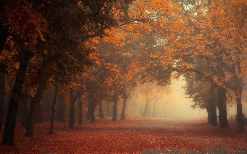 fog, lush Foliage, park, scenics, october, red, morning, green Color, treelined, landscape, multi Colored, colors, nature, orange Color, autumn, gold Colored