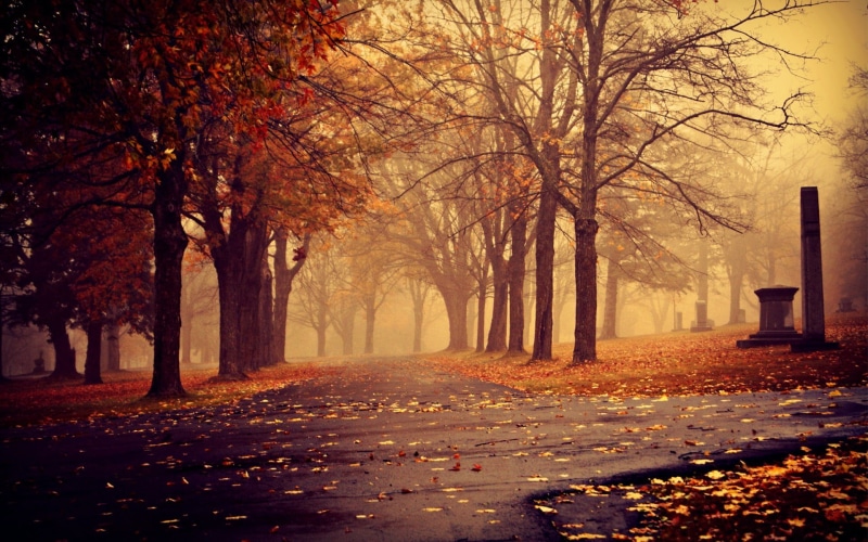 fog, red, tree, tree trunk, woodland, winter, trees, alley, road, outdoors, tranquil Scene, branch, october, light - Natural Phenomenon, non-Urban Scene