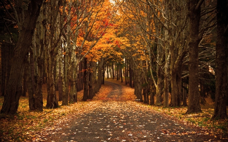 light - Natural Phenomenon, beauty In Nature, outdoors, leaf, growth, tranquil Scene, red, non-Urban Scene, woodland, gold Colored, park - Man Made Space