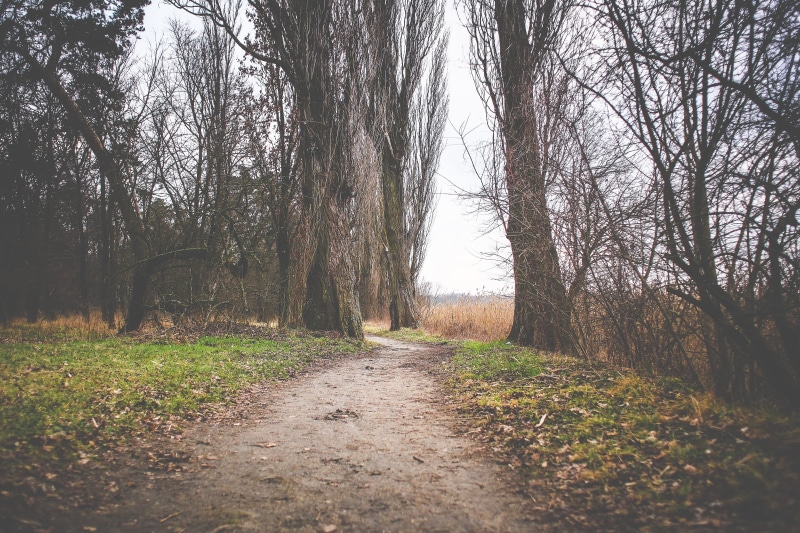 scenics, footpath, bare tree, diminishing perspective, plant, road, tranquility, no People, trunk, rural Scene, day, tree trunk, winter, nature, the way forward