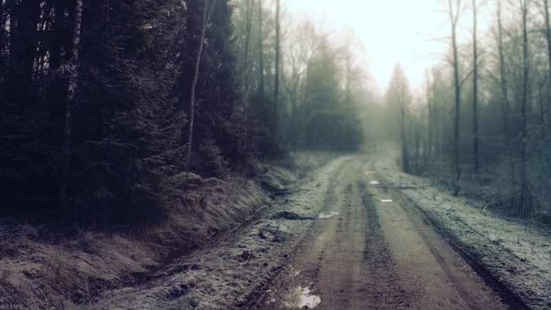 trees, beauty In Nature, branch, environment, season, winter, light - Natural Phenomenon, plant, street, snow, mist, dirt road, cold - Temperature, transportation