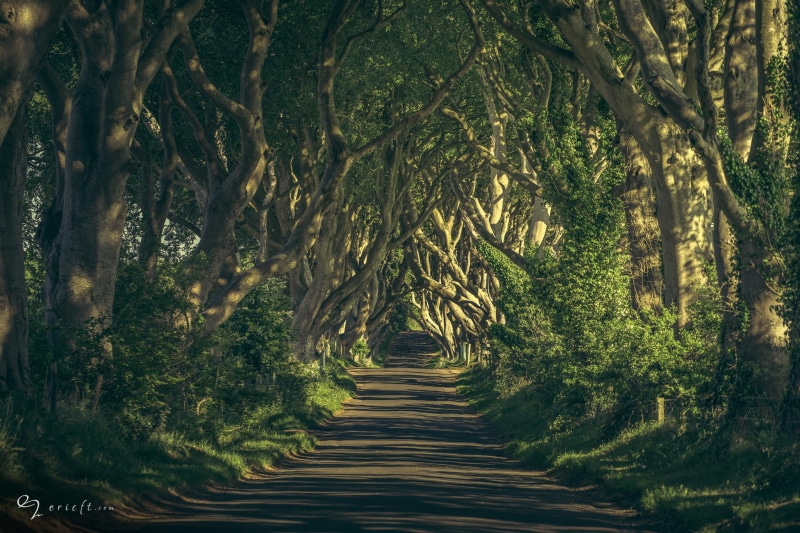 woodland, 1080P, branch, trees, green Color, scenics, tranquil scene, tree canopy, environment, bamboo - plant, trunk, walking, scenics - nature, morning