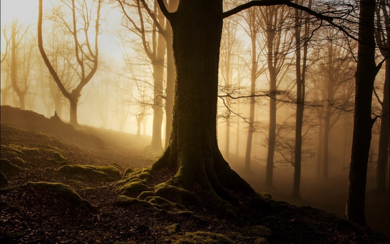 dusk, woodland, beauty In Nature, forest, roots, wood, rural Scene, leaves, lot, non-Urban Scene, fog, dark, growth, magic, sunset, light - Natural Phenomenon