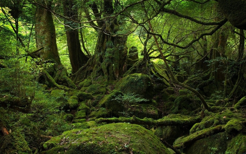 stream, green, non-urban scene, summer, tranquil Scene, outdoors, environment, moss, footpath, tropical Rainforest, leaf, lush Foliage, scenics, uncultivated