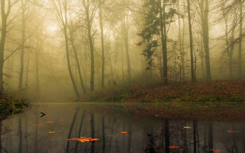 season, change, tranquil Scene, environment, trees, mystery, branch, foggy, light - Natural Phenomenon, sunbeam, 1080P, fall, no People, tranquility, fog