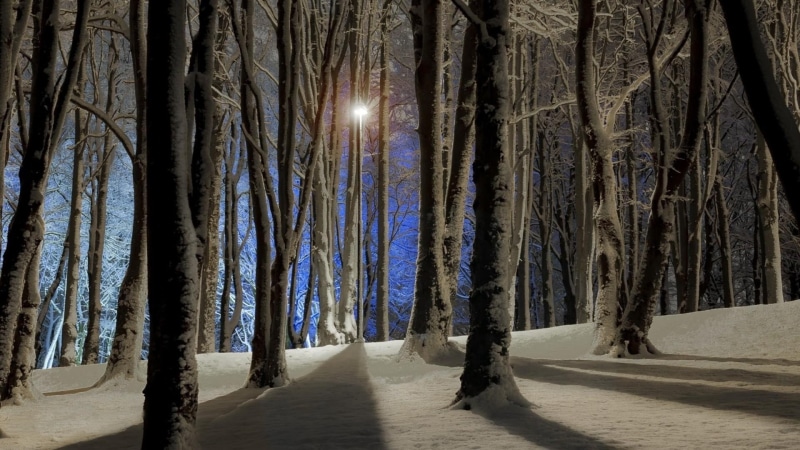 cold temperature, covering, no people, tree trunk, trunk, branch, hills, forest, plant, tranquility, 1080P, snow, night, covered, tree, land, shadow, winter