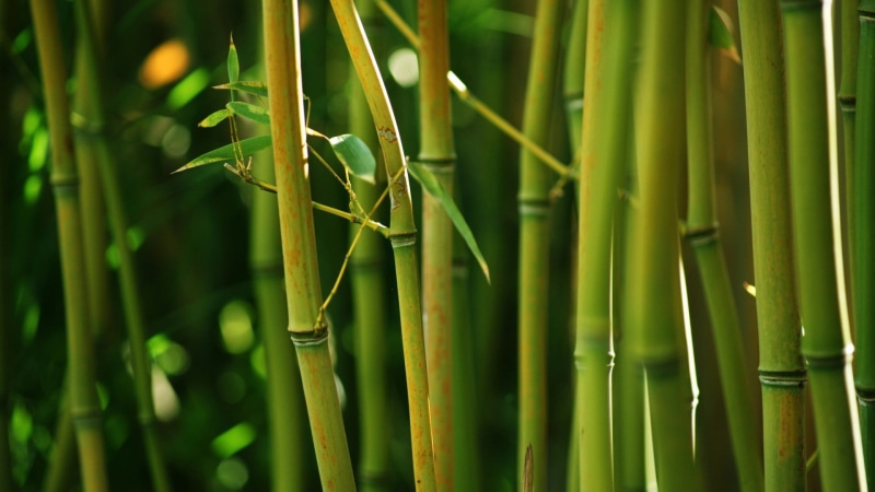 nature, land, closeup, close-up, bamboo - plant, outdoors, focus on foreground, tranquility, selective focus, 1080P, beauty in nature, animals in the wild