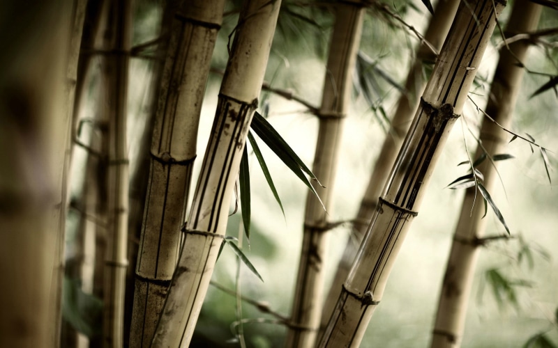 trees, focus on foreground, close-up, rural Scene, selective focus, tree, bamboo, nature, no People, outdoors, old, plant, brown, bicycle, green Color