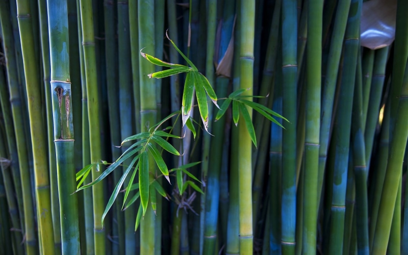 photography, growth, 2K, outdoors, leaves, freshness, grass, plants, no people, beauty in nature, bamboo - plant, tranquility, day, bamboo grove, bamboo