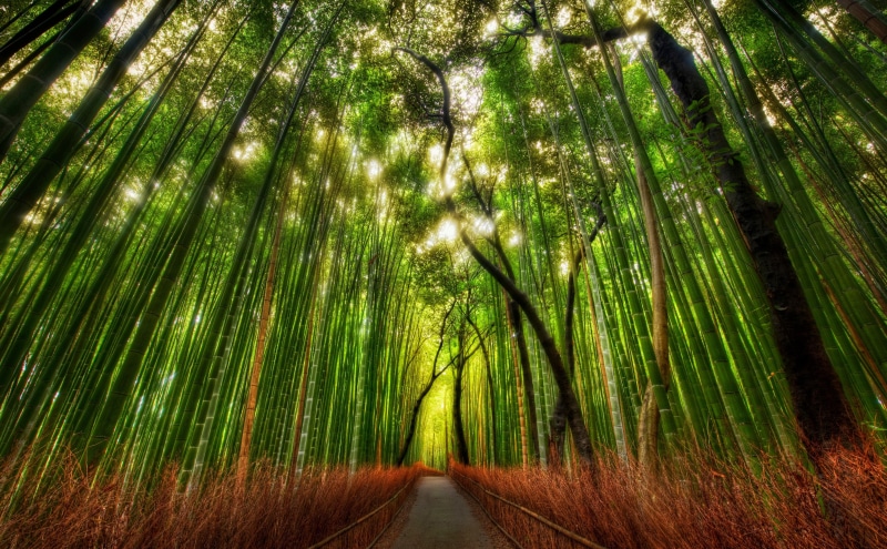 Forests, bamboo grove, woodland, tranquility, palm leaf, tranquil scene, green, direction, beauty in nature, tree, day, green color, outdoors, the way forward