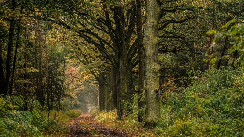 tranquility, footpath, green, plant, autumn, land, green Color, yellow, landscape, colors, moss, plants, bush, sunlight, trees, no People, beauty In Nature