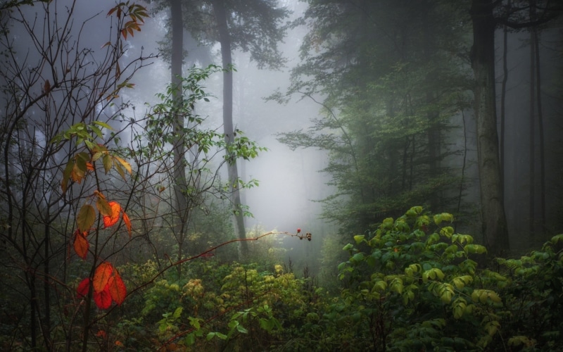 mist, fog, group of people, trees, wood, land, fall, growth, 2K, sunlight, leaves, non-urban scene, real people, tranquility, photo, idyllic, nature, tranquil scene
