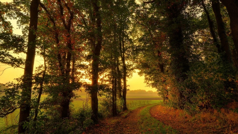 environment, field, light - Natural Phenomenon, forest, road, sunset, sunbeam, branch, change, land, bright, tranquil Scene, treelined, dawn, colors, morning