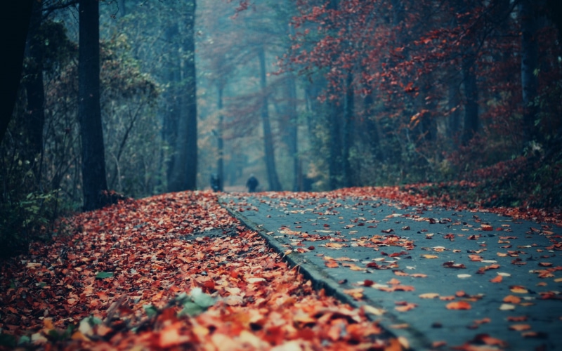 woodland, outdoors, season, footpath, change, pathway, backgrounds, plant, no People, gray, surface level, park - Man Made Space, tree trunk, street, scenics