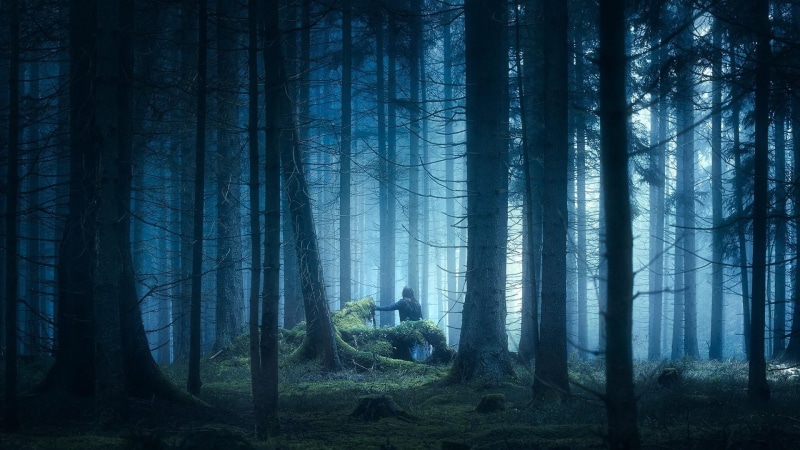 tree trunk, scenics - nature, darkness, 1080P, nature, dusk, spruce fir forest, landscape, day, tree, trunk, man, twilight, forest, outdoors, growth, mammal