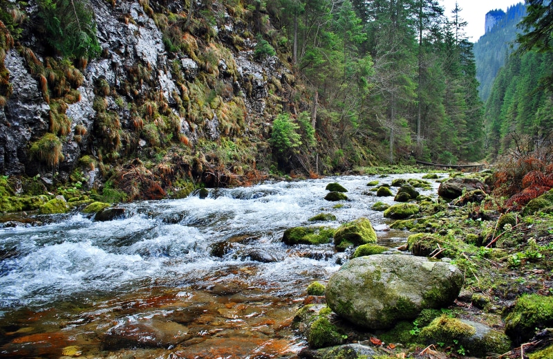 growth, motion, tree, the stones, 2K, forest, power in nature, non-urban scene, body, day, nature, water, spruce, rock, solid, view, flowing water, no people