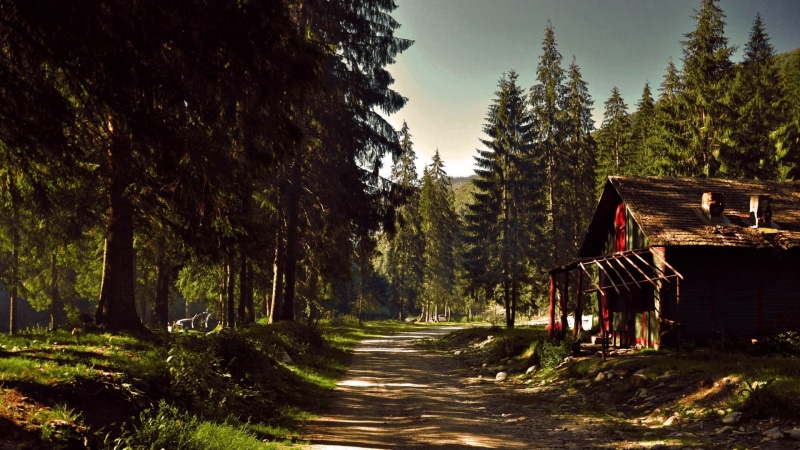 tranquility, rocks, day, spruce, tree, coniferous tree, outdoors, forest, path, pine tree, house, footpath, surrounded, road, direction, photography, landscape