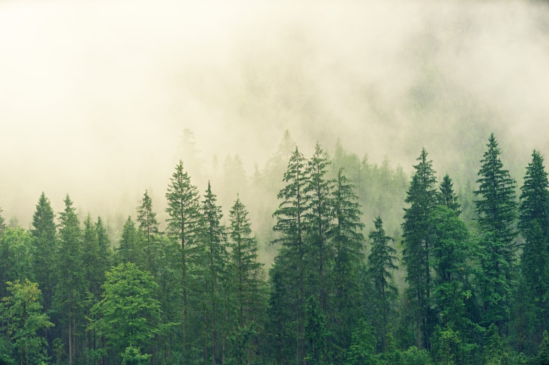 clouds, non-urban scene, spruce, conifers, growth, scenics - nature, coniferous forest, day, green color, pine tree, colourless, no people, conifer, fir forest