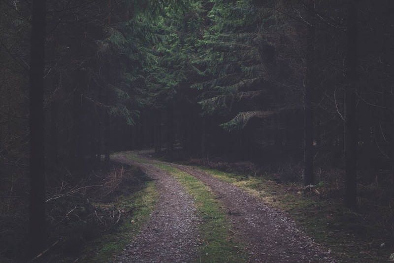 forest, plant, tree, dark, spruce, no people, the way forward, growth, trunk, nature, non-urban scene, trail, tranquility, diminishing perspective, woodland