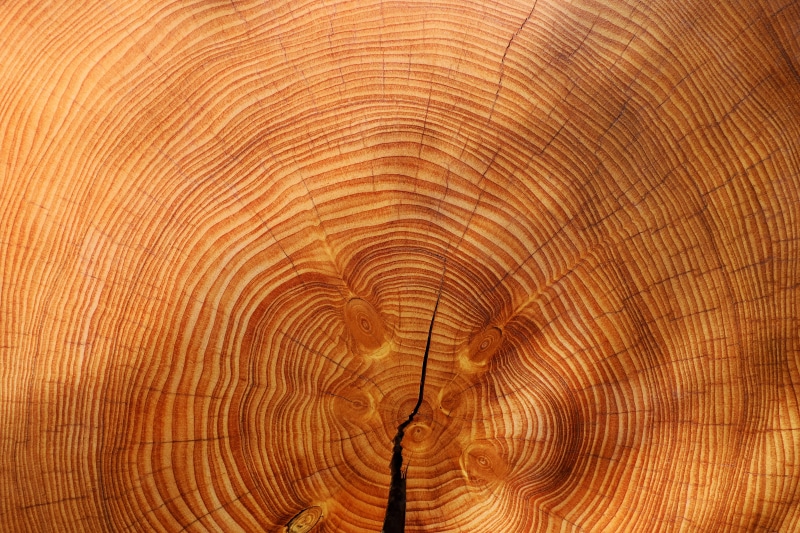 shadow, woodland, tree, timber, picea, bark, wood, annual rings, plant, wood eyes, tree ring, wood grain, full frame, structure, pine tree, concentric