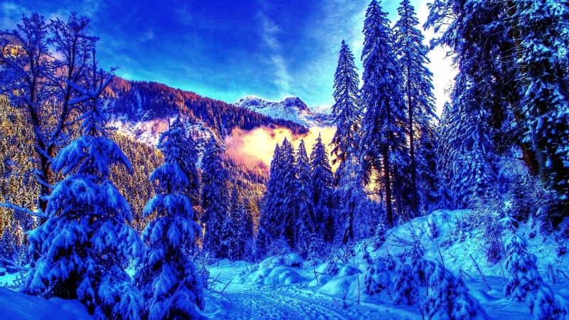 light, sky, pine, spruce fir forest, spruce, colors, winter, freezing, landscape, nature, 4K, tree, forest, awakening, blue, mountain, wilderness, morning