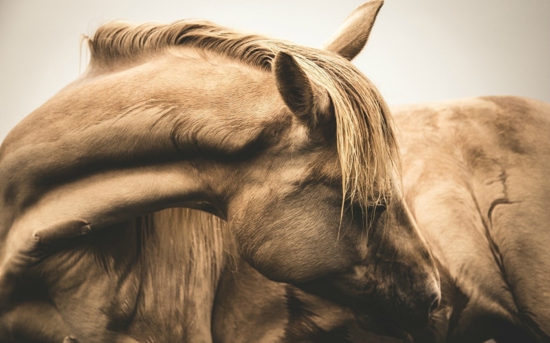 animal, sepia, horse, outdoors, profile view, animal themes, animal mouth, brown, no people, domestic animals, animal body part, one animal, livestock