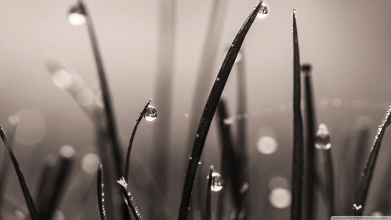 leafed, focus on foreground, selective focus, day, plants, close-up, dew, raindrop, drop, nature, 2K, tranquility, vulnerability, water, wet, beauty in nature