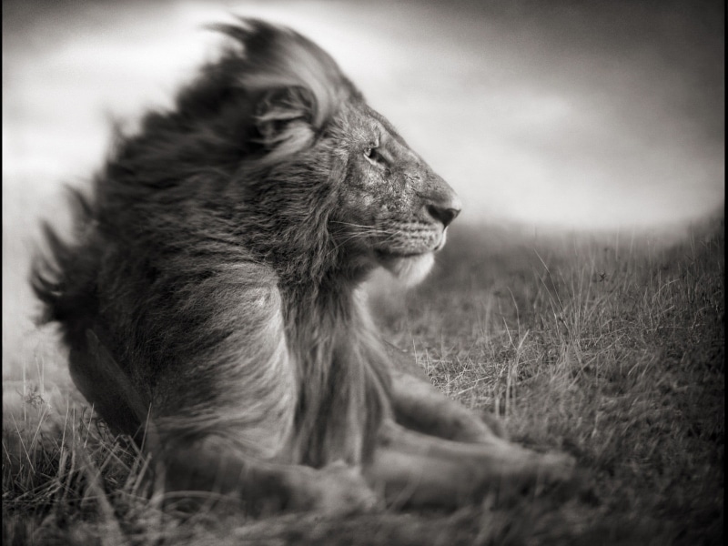 outdoors, sitting, lion, animal, one animal, field, sepia, mammal, animals in the wild, lion - feline, animals, feline, looking, animal themes, day, grass