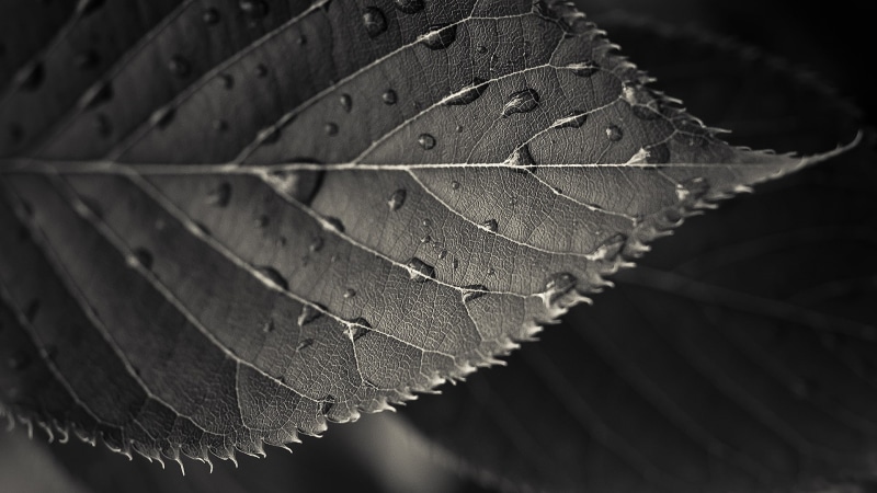 macro, photography, leaves, plants, 1080P, sepia, water drops