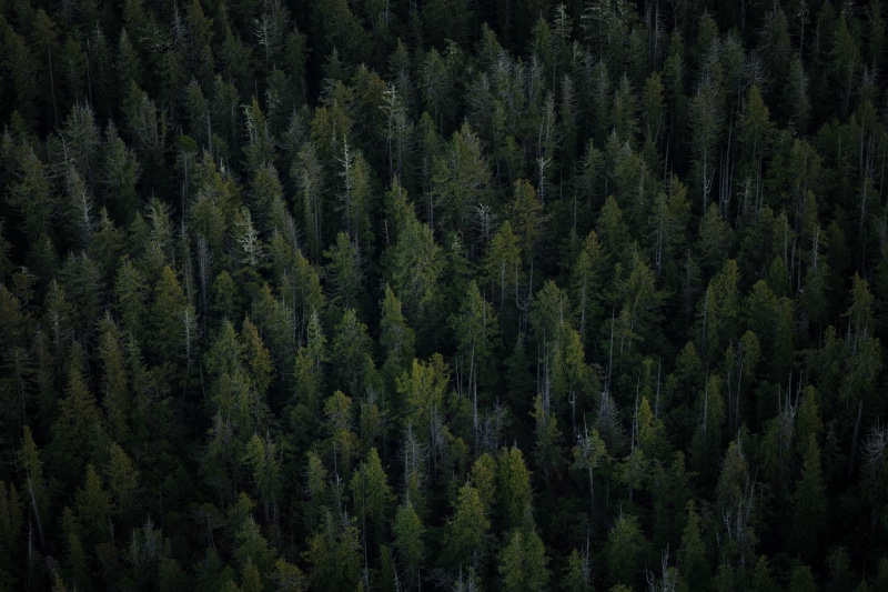mountain Range, pine woodland, tranquility, trees, plant, evergreen Tree, pine Tree, woodland, outdoors, sky, mountain, non-Urban Scene, nature, scenics - nature