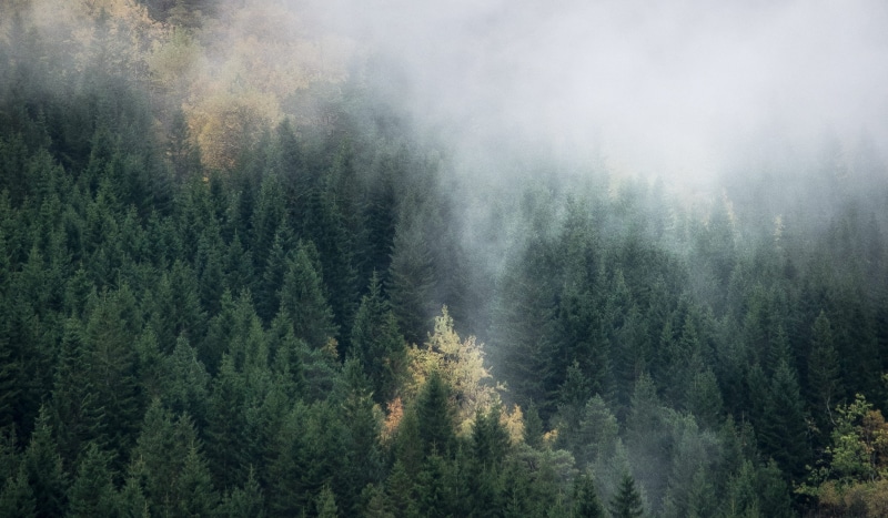 cloud - sky, fresh, fog, tranquility, morning, outdoors, foliage, non-urban scene, scenics - nature, coniferous tree, plant, day, pine woodland, land, kühl