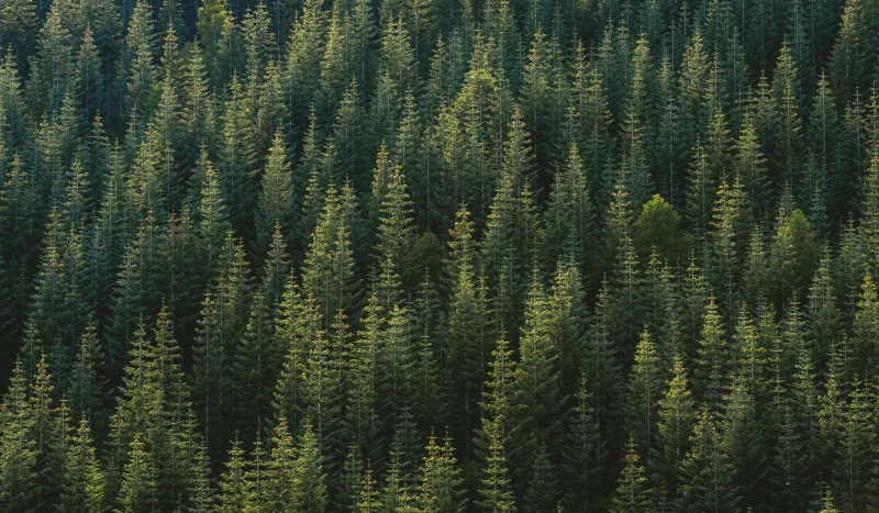 woodland, non-urban scene, trees, evergreen tree, pine woodland, pine tree, no people, forest, tranquil scene, scenics - nature, green, green color, growth