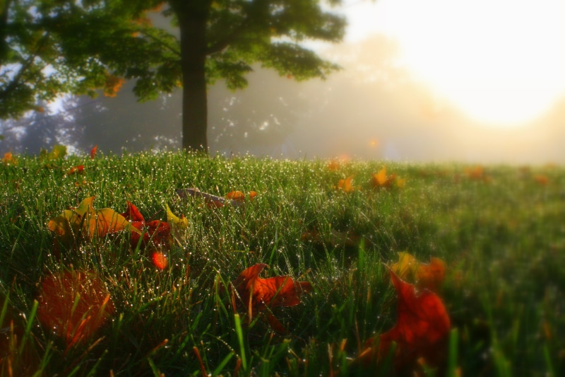 outdoors, grass, flower, canon, yellow, beauty In Nature, sky, sunset, field, flowers, rural Scene, springtime, landscape, grassfield, red, leaves, portrait  art