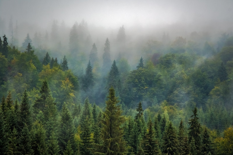 plant, nature, environment, mood, landscape, mountains, land, woodland, pine Tree, scenics, misty, outdoors, evergreen tree, mountain, beauty In Nature
