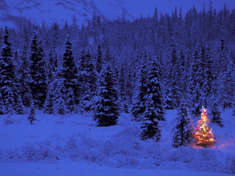snowcapped mountain, tranquil scene, pine trees, fir tree, lights, cold temperature, illuminated, nature, covered, 720P, Christmas Tree, beauty in nature