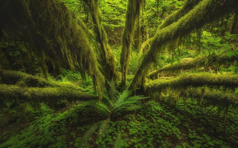 nature, Washington state, field, lush foliage, trees, plant, rural scene, green color, ferns, foliage, land, scenics - nature, rainforest, no people, landscape