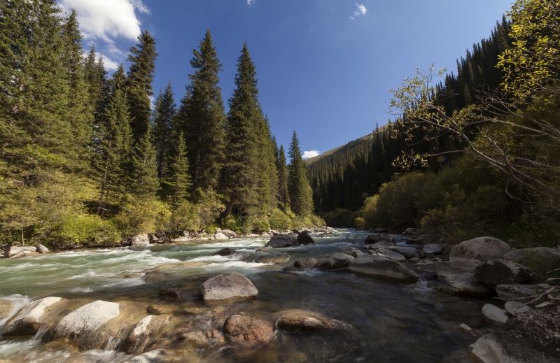 rock - Object, eos, stream, mountains, river, forest, nature, surrounded, central asia, pine, wilderness, outdoors, ZE, tress, beauty, 5K, canon 5D, water