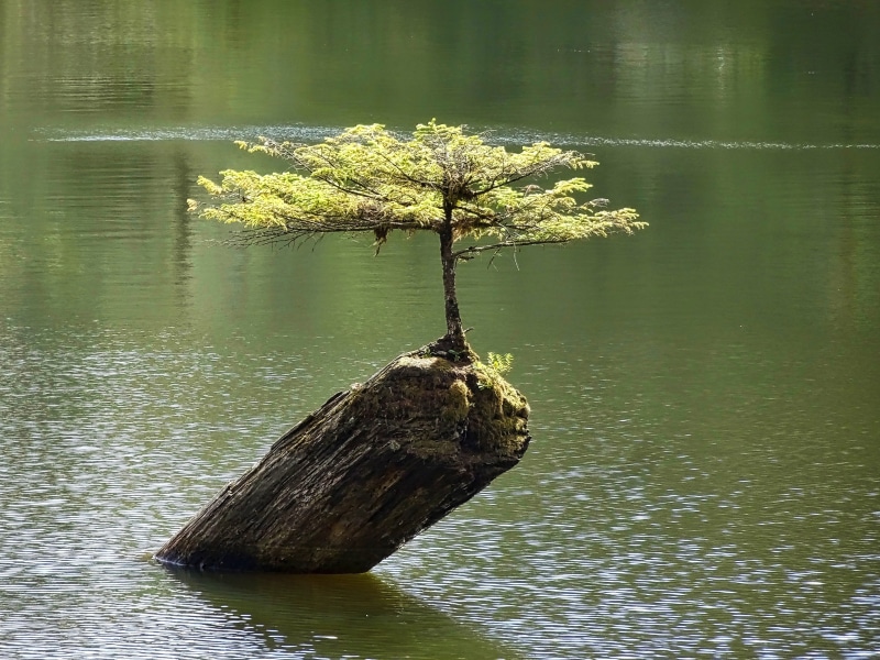 wood, water, brown, 4K, body of water, reflection, plant, dwarf, wood - material, top, wooden, body, waterfront, driftwood, leaves, tranquility, on top