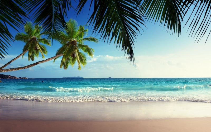 palm trees, beauty in nature, palm leaf, tropical, tree, outdoors, scenics - nature, horizon, land, sky, coconut, water, tropical tree, green, 1080P, palm tree