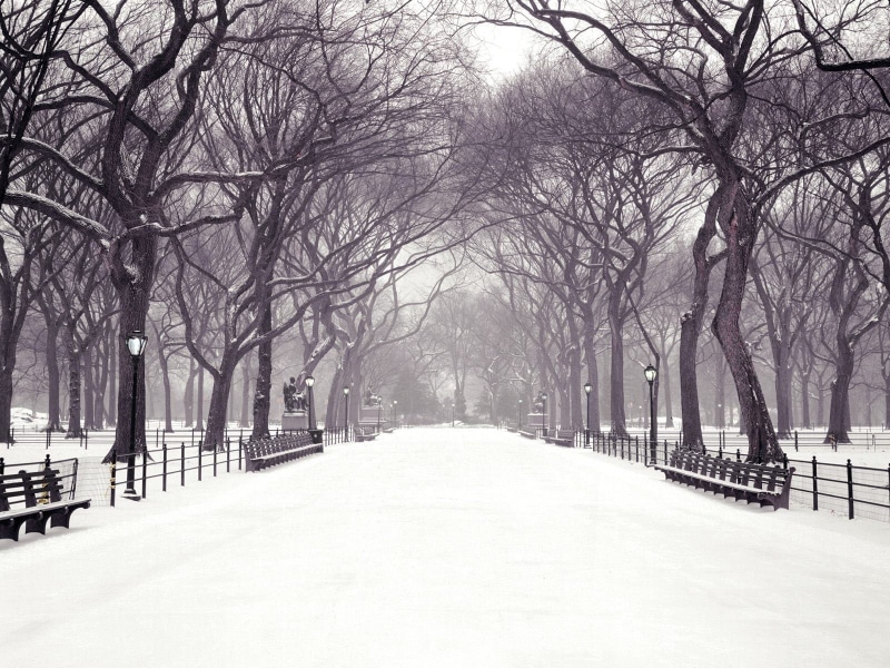 covering, outdoors, no people, winter, cold temperature, tress, park, lights, nature, diminishing perspective, snowing, trees, post, plant, bare tree, snow