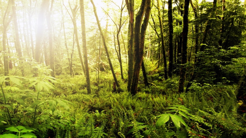 nature, no people, green color, forest, environment, day, 4K, non-urban scene, plant, land, foliage, growth, tranquility, woodland, lush foliage, landscape