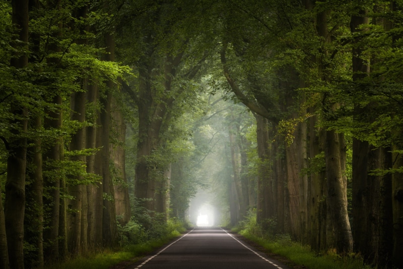 road, plant, day, tranquility, beauty in nature, 1080P, tree, treelined, woodland, diminishing perspective, pathway, tress, seasons, trees, land, trunk
