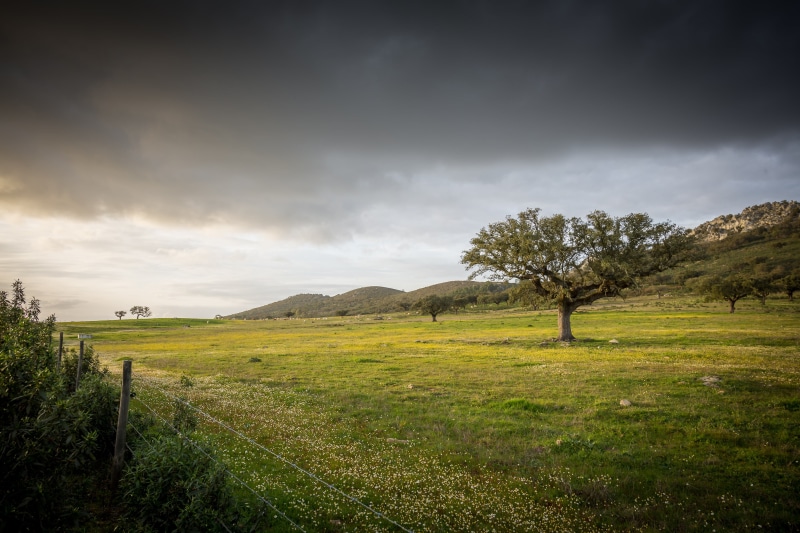 tree, scenics, Serra, rural Scene, Alto Alentejo, photo, da, Natural, EF, field, green, de S, cork oak, 2K, Mk, nature, Parque, outdoors, suber, Canon EOS 5D Mark III