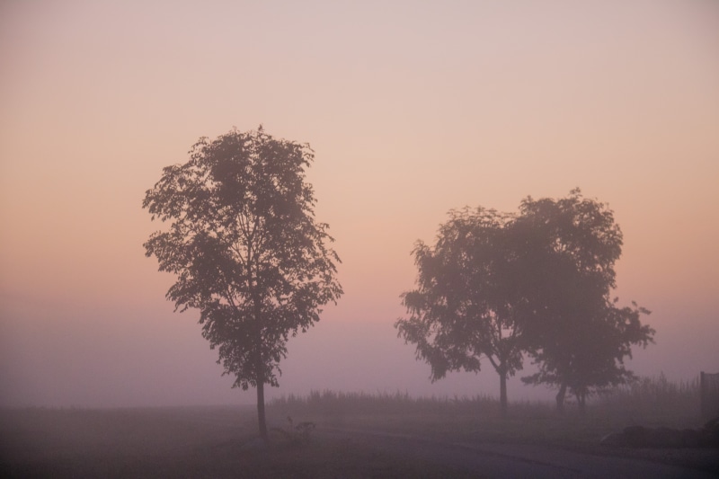 model, camera, lens, ƒ / 5, exif, country, two, tree, 760d, dawn, outdoors, sunrise, 5K, f/3.5, landskap, green, fog, iso_speed, canon, geo:location, morgon