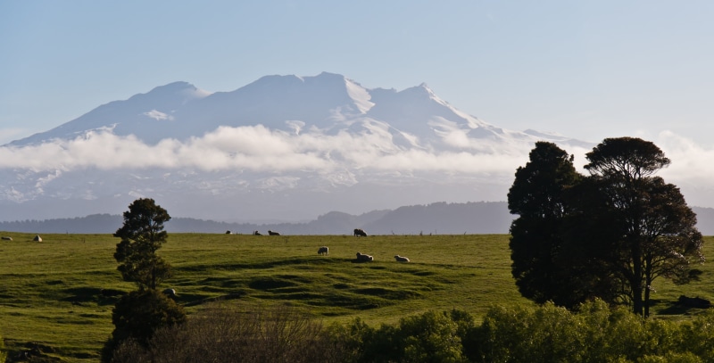 honeymoon, clouds, Tongariro National Park, Sheep, Front, mountain, mount, tree, grass, favorite, green, surrounded, tress, trees, Mount Doom, 2K, sky