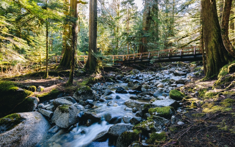 Deception, river, outdoors, tress, tree, green, trees, leaved, bridge, woodland, 35mm, moss, scenics, landscape, Time Of Need, stream, rock - Object, Canon EF