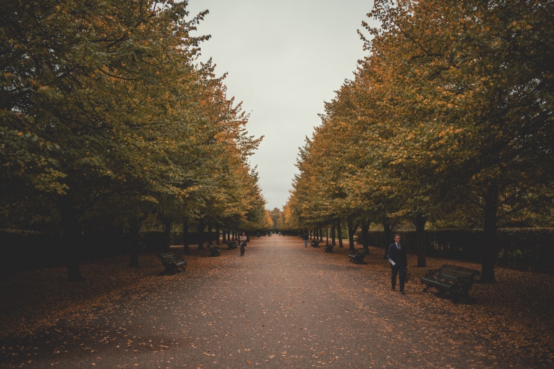nature, autumn, travel, alley, avenue, leaf, uk, season, summer, sunlight, tress, near, 8K, light - Natural Phenomenon, beauty In Nature, path, people