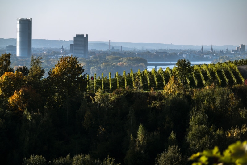 building exterior, skyscraper, view, outdoors, built structure, aerial, oberdollendorf, vineyard, skyline, distant, landscape, cross church, plant, vision