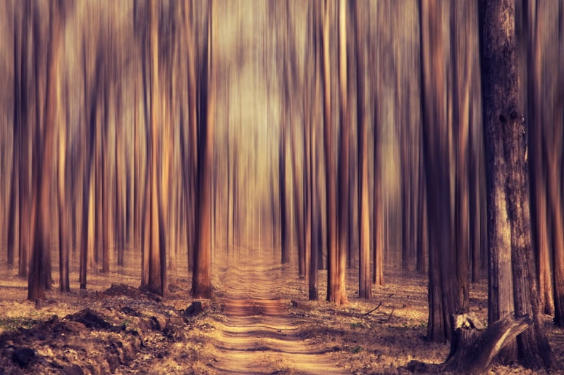 sunlight, kabini, forest, beauty, photography, surreal, tree, tress, 480P, woodland, mystery, abstract, nature, landscape, outdoors, painting, blur, leading  lines
